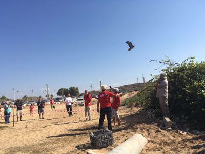 שחרור איות צרעים בחוף פלמחים - צילמה מזי מגנאג'י מוסקוביץ, סוכות 2016