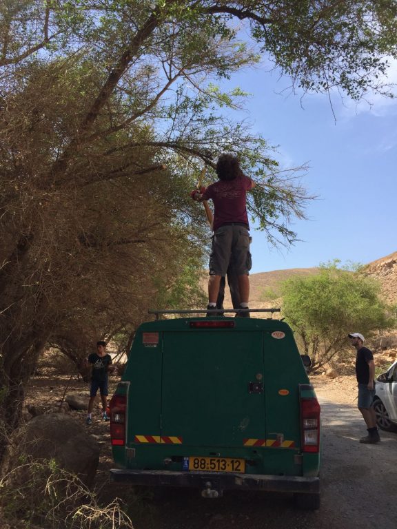 הגיזום כולל גם עצי שיזף גבוהים למעבר נוח לאוטובוסים - צילמה מירי אלטשולר