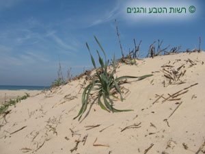 בית גידול חולי בגן לאומי נחל אלכסנדר חוף בית ינאי