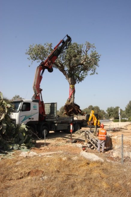 הרמת החרוב אל המשאית באמצעות המנוף