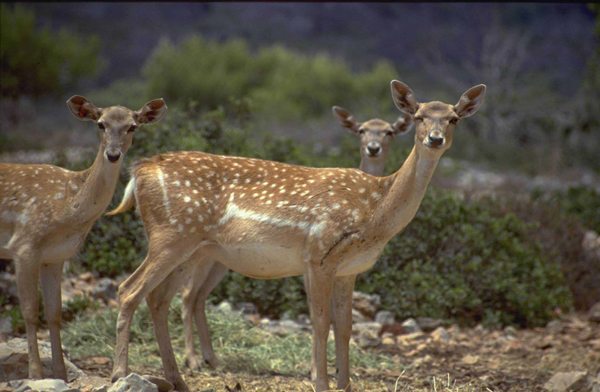 יחמורים בחי בר כרמל - צילם דורון ניסים