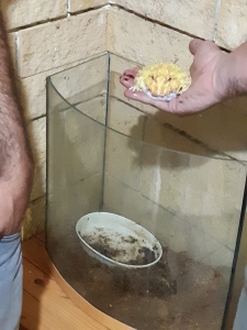 צפרדע פקמן