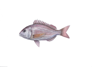 ורדית מצויה (ז'רבידן) Pagellus erythrinus ורדית מצויה (ז'רבידן) Pagellus erythrinus