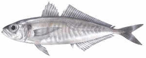 טרכון (טרולוס) Trachurus sp. טרכון (טרולוס) Trachurus sp.
