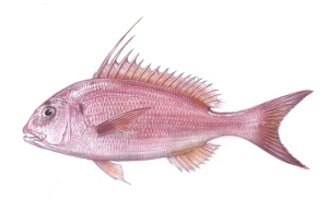 שינן החוט (פארידה) Dentex gibbosus איור שינן החוט (פארידה) Dentex gibbosus