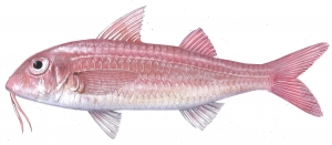 סרגוס הפסים (סרגוס חדאדי) Diplodus cervinus סרגוס הפסים (סרגוס חדאדי) Diplodus cervinus