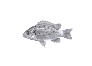 אמנון הגליל (מושט אביאד) Sarotherodon galilaeus אמנון הגליל (מושט אביאד) Sarotherodon galilaeus