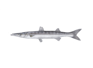 אספירנה חלקה (ספרינה) Sphyraena sphyraens אספירנה חלקה (ספרינה) Sphyraena sphyraens