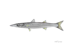 אספירנה מליטה (מליטה) Sphyraena chrysotaenia אספירנה מליטה (מליטה) Sphyraena chrysotaenia