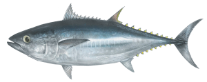 טונה כחולת סנפיר Thunnus thynnus טונה כחולת סנפיר Thunnus thynnus