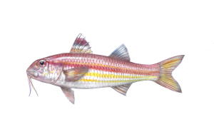 סרגוס הפסים (סרגוס חדאדי) Diplodus cervinus איור מולית הפסים