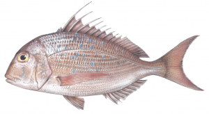 שפרנון שווה קוצים (פארידה) Pagrus sp איור שפרנון שווה קוצים (פארידה) Pagrus sp