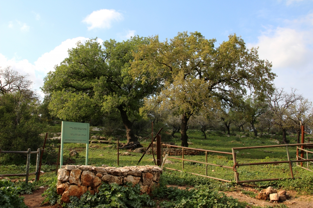 הכניסה לשמורת הטבע אלוני אבא. צילום: יעקב שקולניק