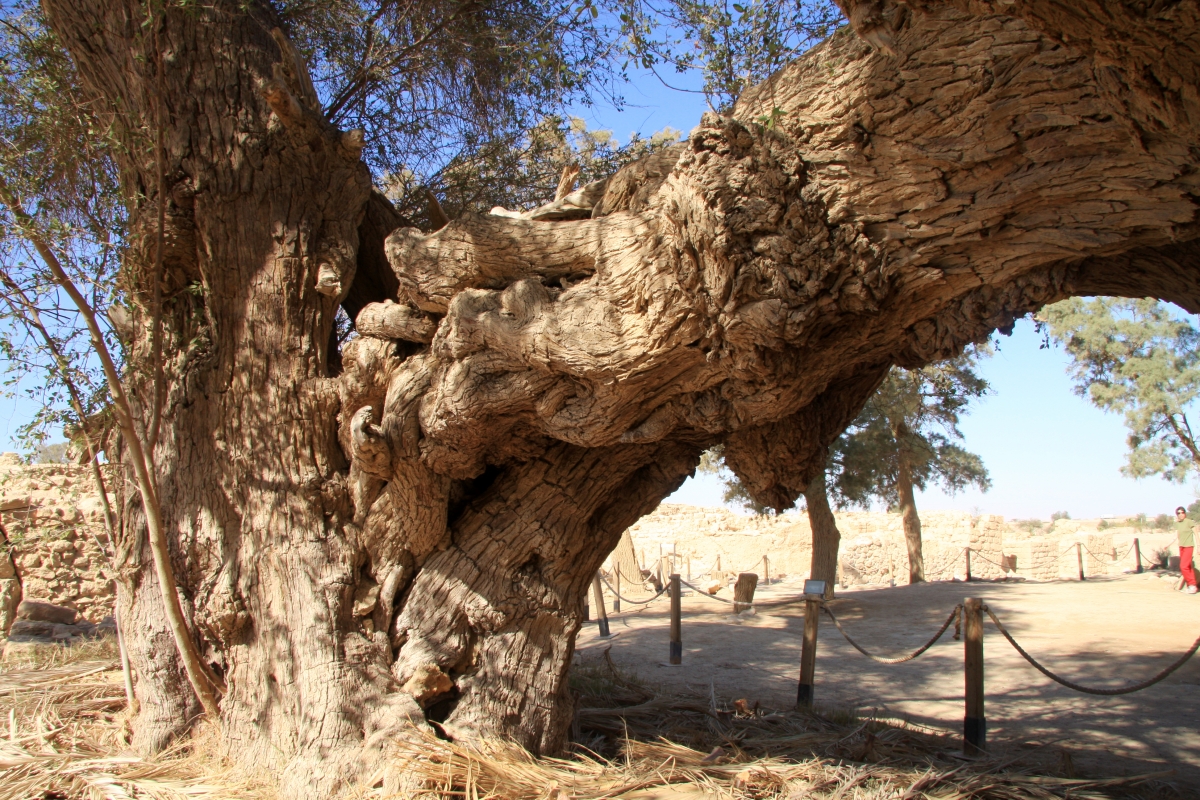 שמורת טבע מכתשים עין יהב