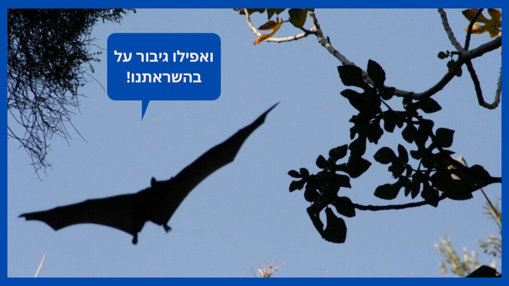 אסף צוער 5