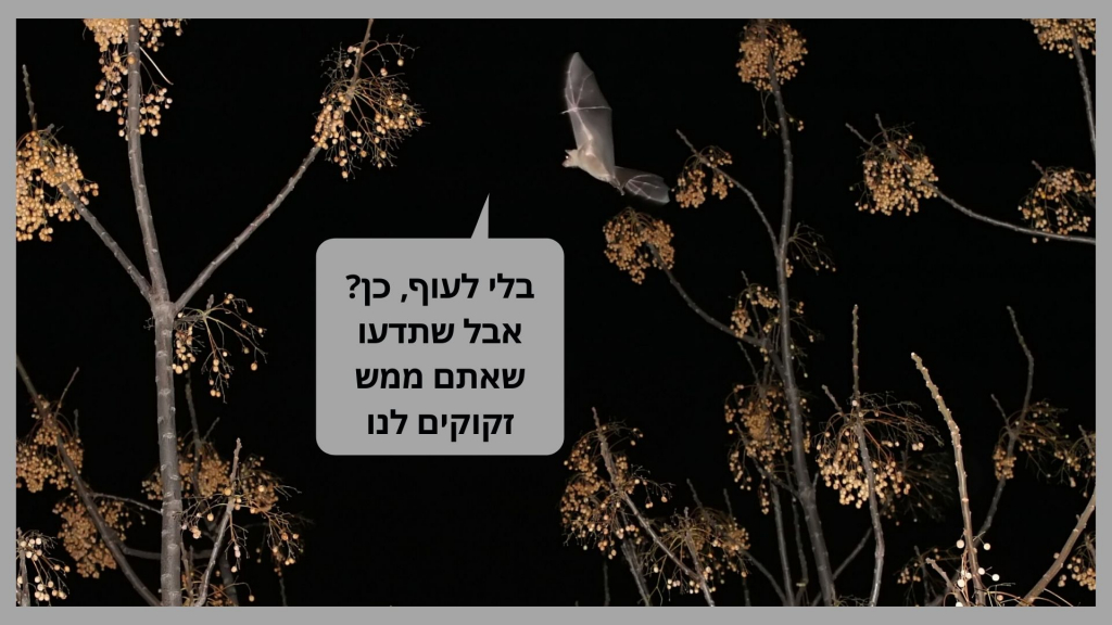 אסף צוער3