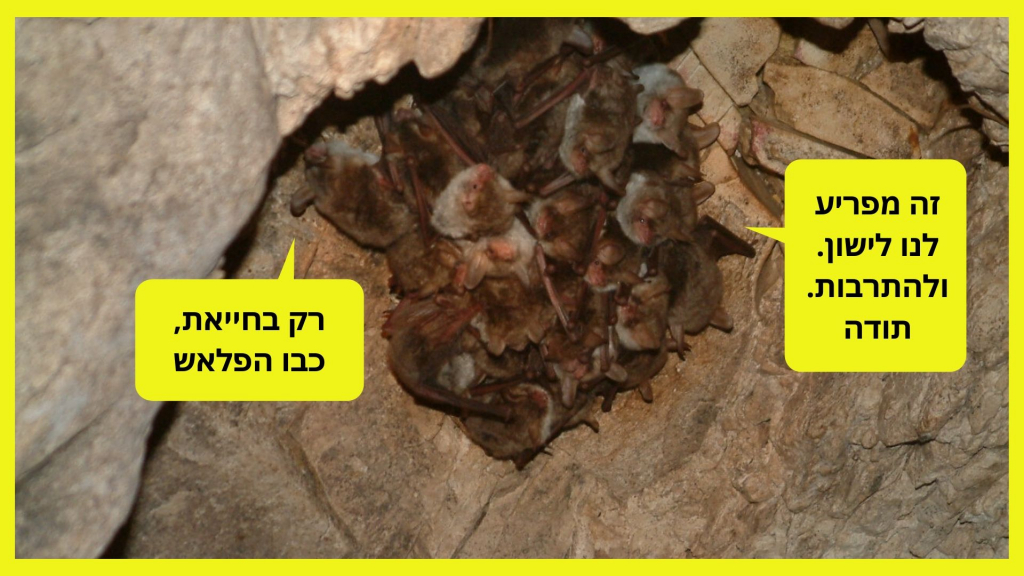 בני שלמון 7