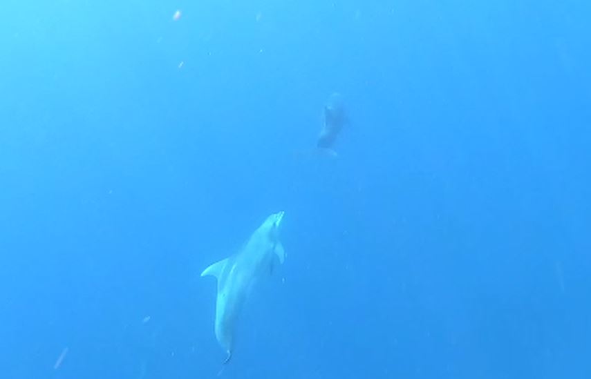 שמורת ים חולות ניצנים ושמורת ים אבטח