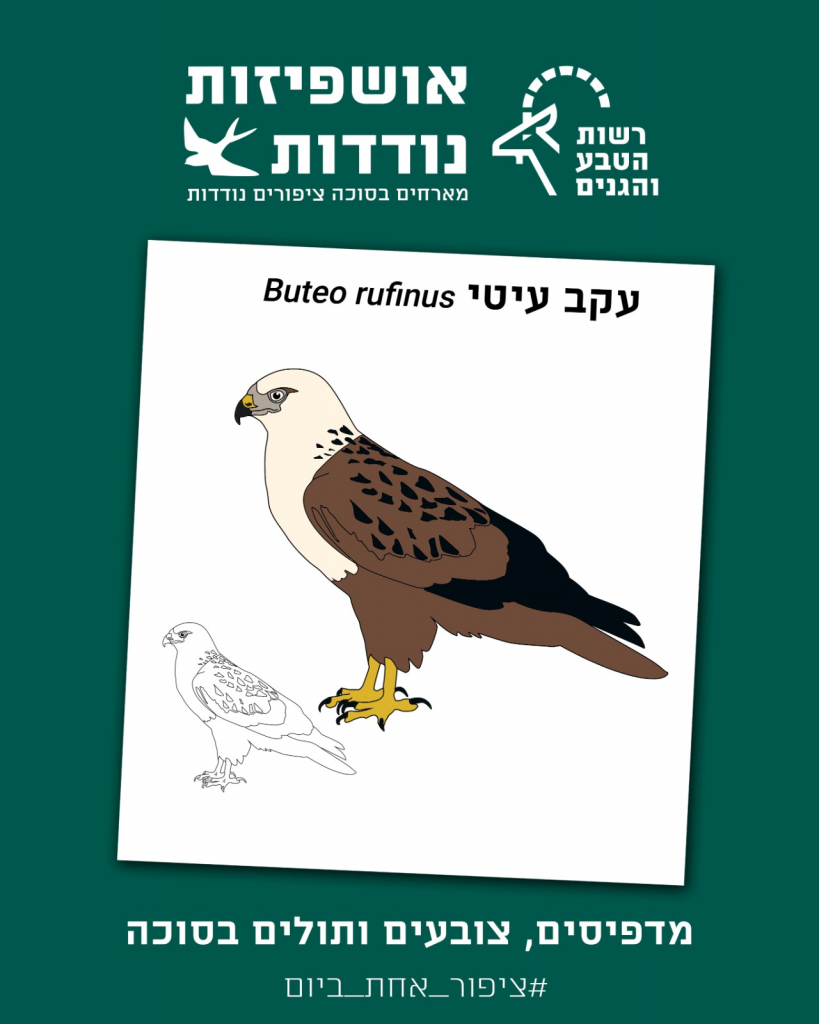 דף צביעה ומידע - עקב עיטי