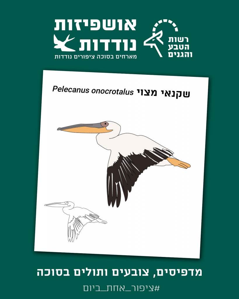אושפיזין - שקנאי מצוי