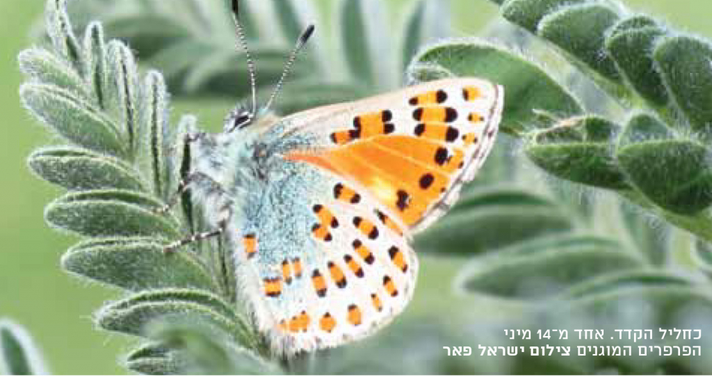 כחליל הקדד - ישראל פאר
