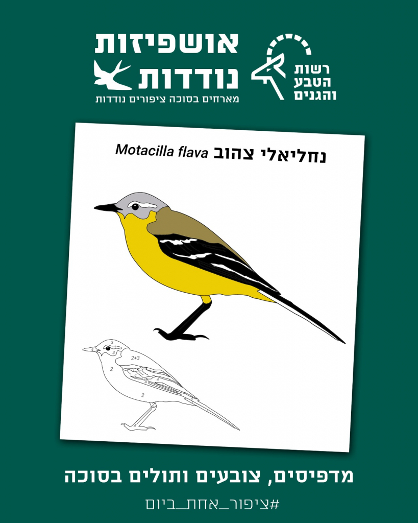 דף מידע וצביעה - נחליאלי צהוב
