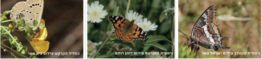 פרפרים