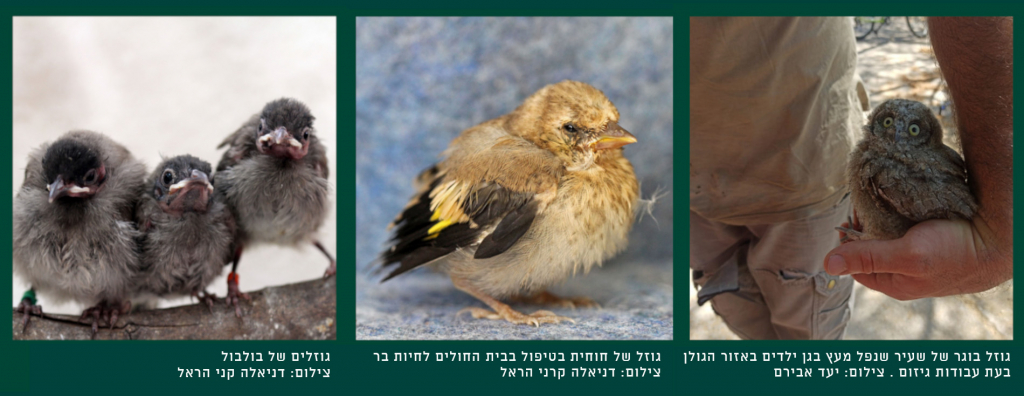 גוזלים
