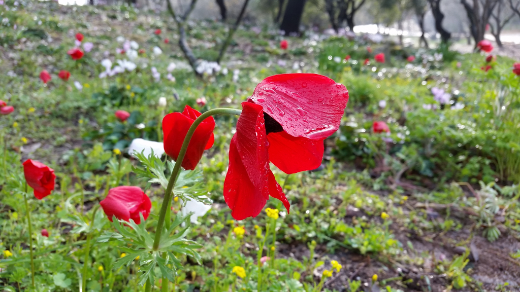 כלנית_מצויה_בית_שערים_-_דר'_מרגרטה_וולצ'ק,רשות_הטבע_והגנים