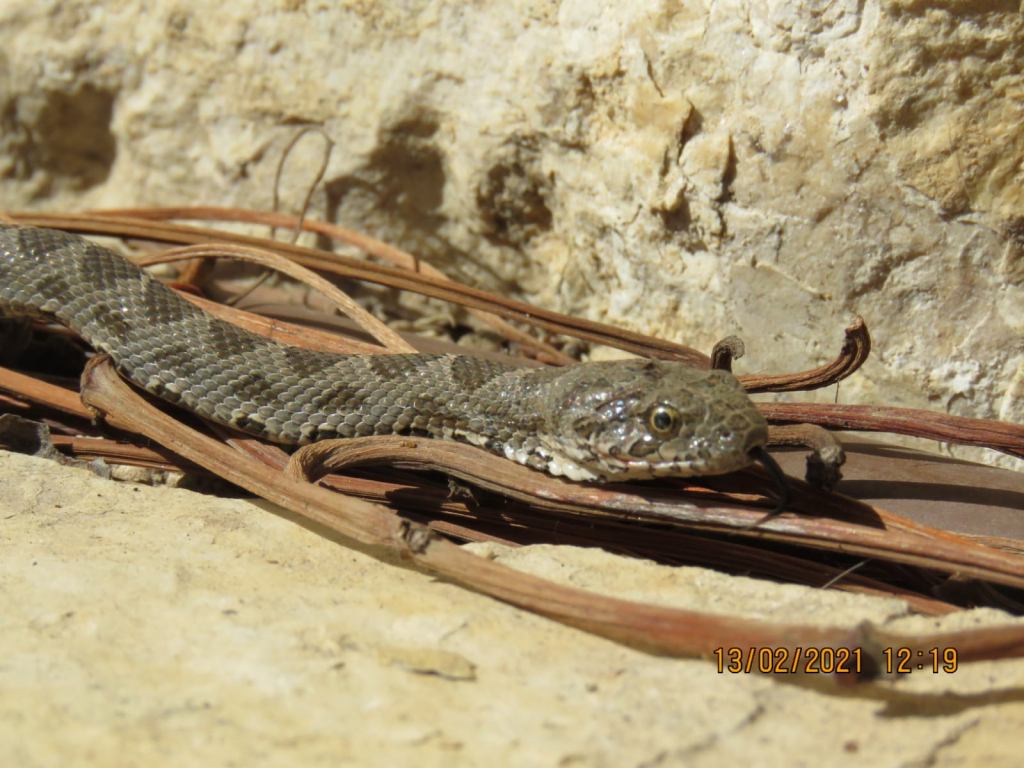 הנחש זעמן מטבעות לאחר המאבק