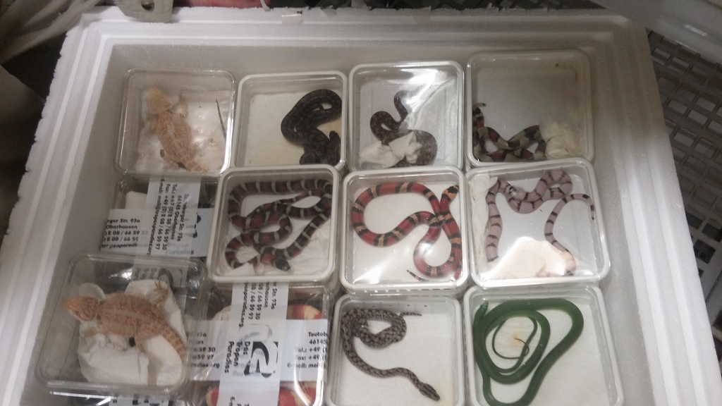 סחר בזוחלים. צילום רשות הטבע והגנים