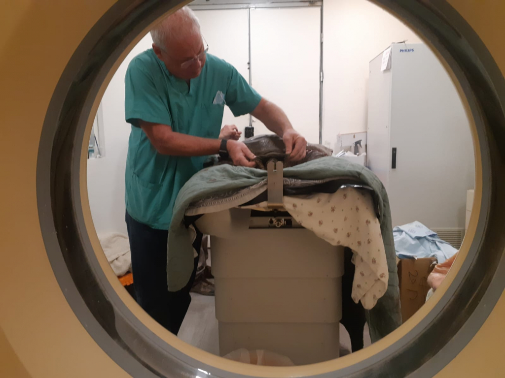 צב רך CT