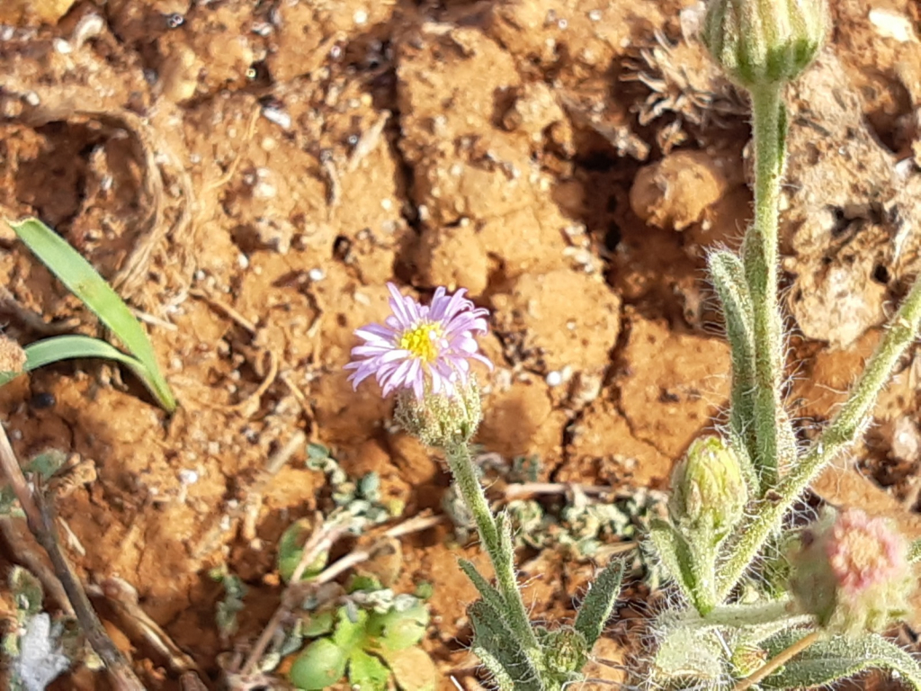 דוגון ירושלמי צולם בגן לאומי נבי סמואל- צילום מרגרטה וולצ'ק