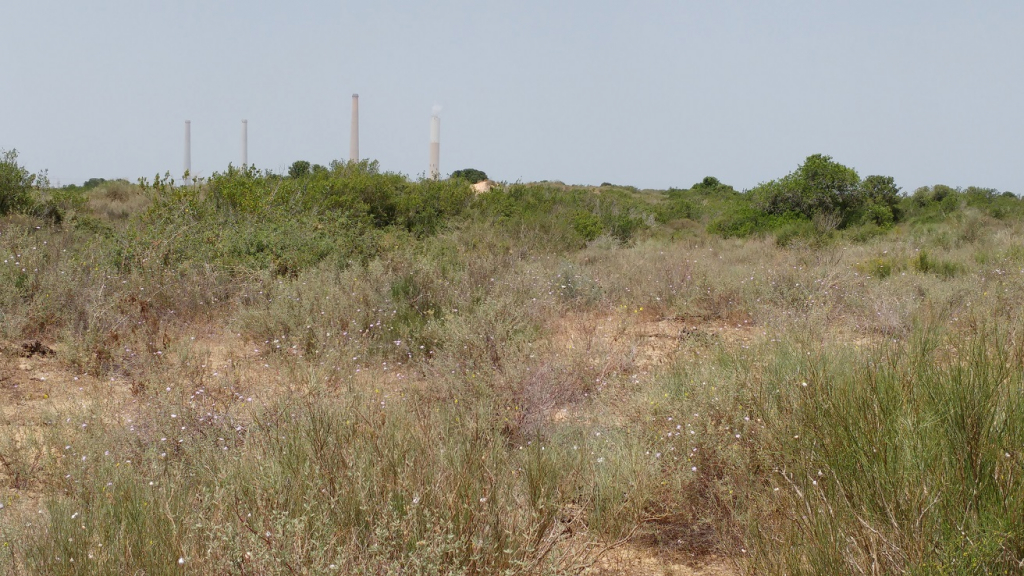 בית הגידול הטבעי של כחליל הגליל. ברקע תחנת הכח בסמוך לחדרה צילום ישראל פאר