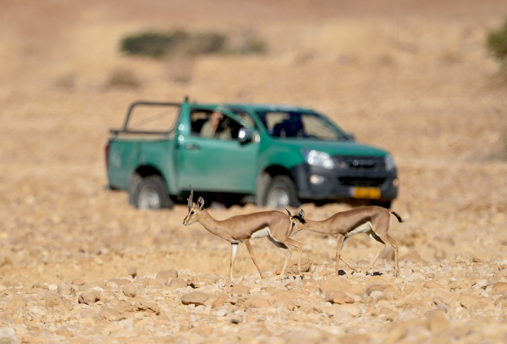 ספירת צבי השיטים בערבה על ידי פקחי רשות הטבע והגנים- צילום ערן היימס