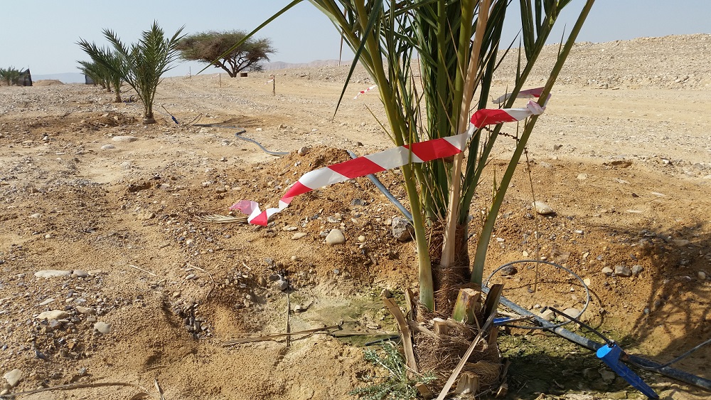 פיזור רצועות ניילון מתנפנף בשטח מרחיק את הזאבים- צילום דורון ניסים