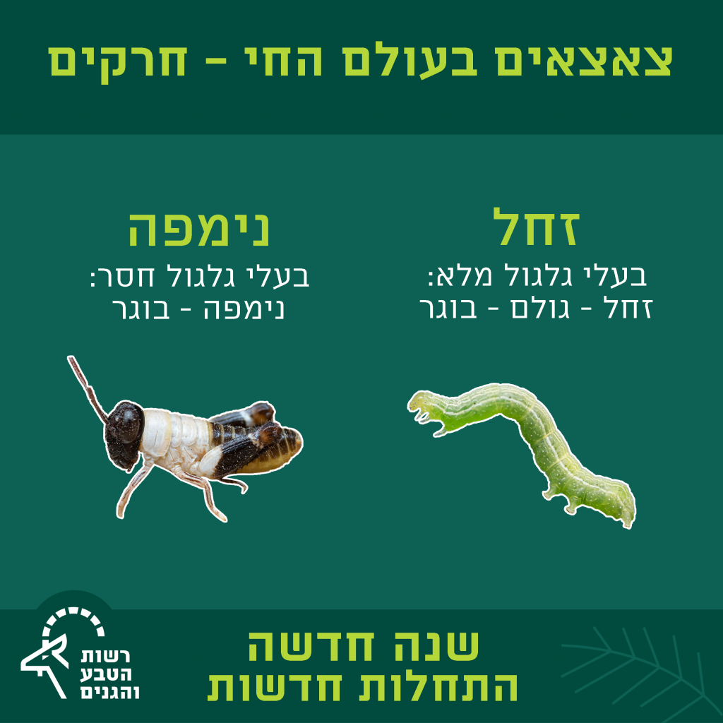 צאצאים בעולם החי - חרקים