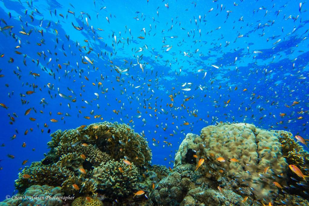 שמורת טבע הים הדרומי באילת
