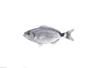 אובלד שחור זנב (מנורן) Oblada melanura אובלד שחור זנב (מנורן) Oblada melanura
