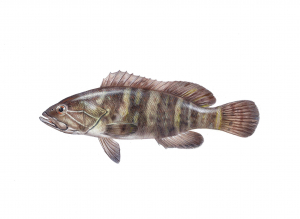 דקר המכמורת (לוקוס) Epinephelus aeneus דקר המכמורת (לוקוס) Epinephelus aeneus