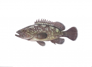 דקר הסלעים (דאור) Epinephelus marginatus דקר הסלעים (דאור) Epinephelus marginatus