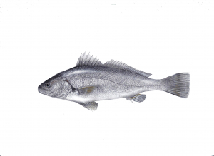 מוסר מלכותי (מוסר) Argirosomus regius מוסר מלכותי (מוסר) Argirosomus regius