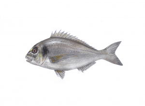 ספרוס זהוב (דניס/אג’אג’) Sparus aurata איור ספרוס זהוב (דניס/אג’אג’) Sparus aurata
