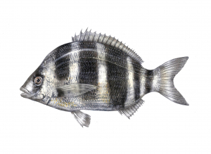 סרגוס הפסים (סרגוס חדאדי) Diplodus cervinus סרגוס הפסים (סרגוס חדאדי) Diplodus cervinus