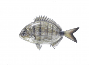 סרגוס מסורטט (סרגוס סרגוס) Diplodus sargus איור של הדג סרגוס מסורטט