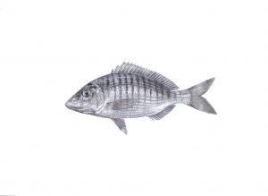 שישן מסורטט (מרמיר) Lithognathus mormyrus איור של הדג שישן מסורטט (מרמיר) Lithognathus mormyrus