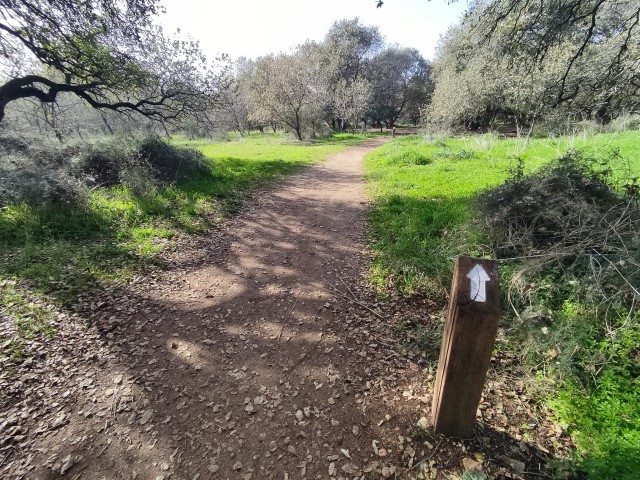 אלוני יצחק. צילום איל שפירא אלוני יצחק. צילום איל שפירא