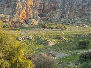 ארבל-רותם