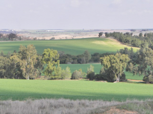 נוף משביל שקמה באזור חרבת מרשן. צילום רחל עברון