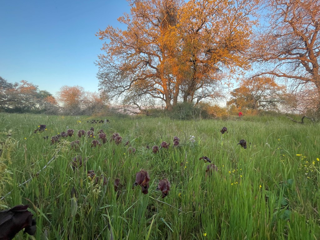 שמורת טבע אלוני קדימה
